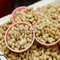 Chinês Novo Crop Roasted Peanut Inshell